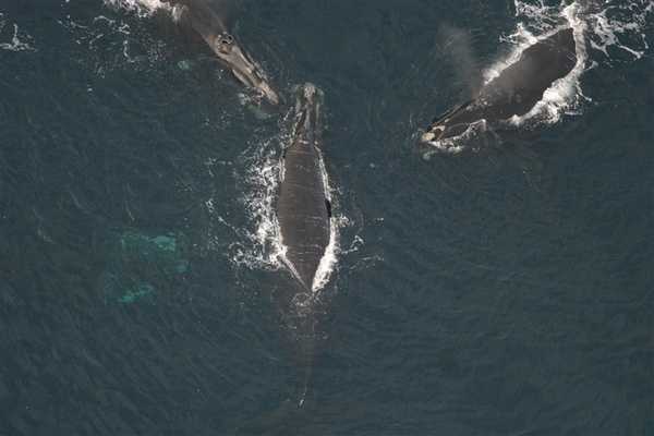 Three North Atlantic right whales surface at the same time. Image courtesy of NOAA.